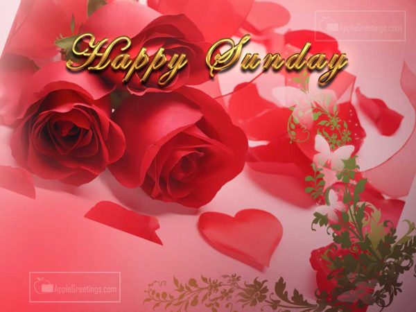 Wishing Your Friends A Happy Sunday By This New Sunday Wishes Greetings With Rose Flowers Pictures